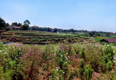 Pilav teraslarından oluşan güzel çeltik tarlaları ve arka planda parlak güneşli bir günde dağ. Doğaya geri dönen vadiler ve ağaçlardan oluşan tepelerle, tropikal ülkeler. 