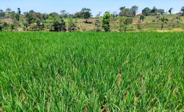 Tropik çeltik tarlasında Green Paddy serisi. Kırsal kesimde, tropikal ülkelerde, Endonezya 'da yaygın bir görüş. Pirincin yetiştiği ve ekildiği bir tarla.. 