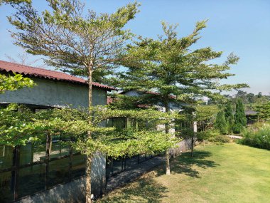 Şemsiye ağacı, ya da Madagaskar bademi, ya da bilimsel olarak Terminalia mantaly, günümüzde tropikal ülkelerde yaygın olarak kullanılan ünlü ve trend bitkidir..