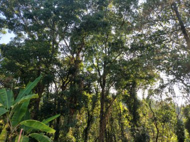 Bir dizi çam ağacı ormanı, uzun tropikal çam ağaçları ya da ormandaki diğer dağ ağaçları ile kozalaklı ağaçlar..