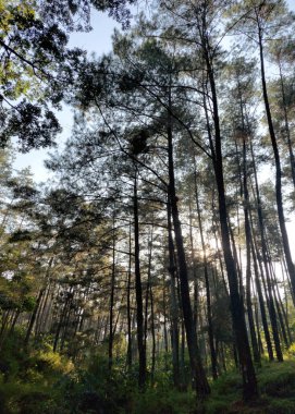 Bir dizi çam ağacı ormanı, uzun tropikal çam ağaçları ya da ormandaki diğer dağ ağaçları ile kozalaklı ağaçlar..