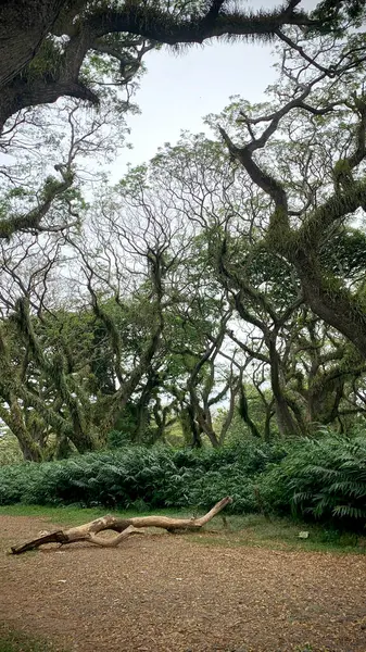 stock image Series of rain trees (Samanea Saman) on the Baluran National Park, Banyuwangi, Java, Indonesia. Trembesi Tree in Indonesian, is a very popular tree used for urban planning in most of tropical countries around the equator