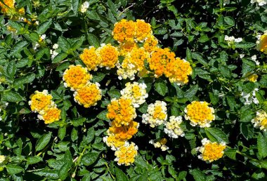 Batı Hint sarısı Lantana (Lantana Camara) çiçek tarlasının arka planında yaprakları ve yoğun dalları olan yakın plan fotoğrafı. Bu lantana çiçeği güneşli ve tropikal iklim ülkelerine yayılmış..