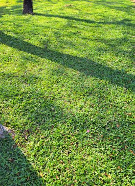 Fresh lawn grass with shadows of tall tree trunk in the afternoon. Sunny day with sunlights on grass at park. clipart