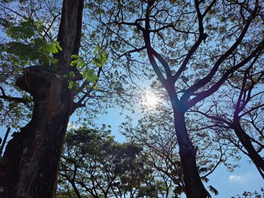 Endonezya 'nın ana yolunda bir dizi yağmur ağacı (Samanea Saman) görülüyor. Yağmur Ağaçları veya Samanea Saman, Ekvator çevresindeki tropik ülkelerin çoğunda Akasya ağaçlarına benzer olarak kentsel planlama için kullanılan popüler bir ağaçtır..