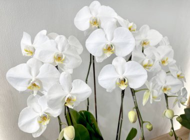 Orchid flower a famous flower from orchidaceae, a famous decorative and flowering plant commonly used for decoration of house interior, worldwide. clipart