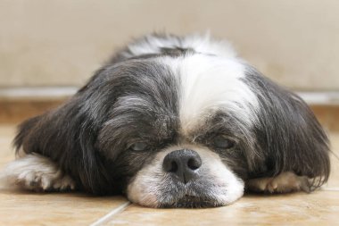Shih Tzu 'nun tembel ve uykulu suratının bir sahnesi. Uzaktan çekilmiş bir şekilde yerde yatıyor..