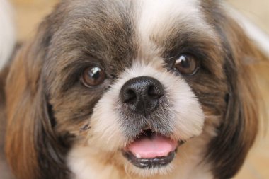 Close up photo of a shih tzu dog's face while it's smiling and gasping. clipart