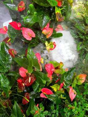 Anthurium flower or commonly  called laceleaf or pigtail plant, is a decorative gardening plant with its unique heart shape green flamingo leaves. clipart