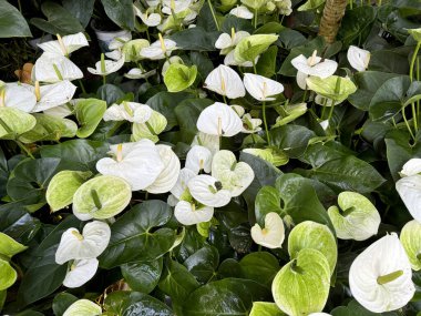 Şarbon çiçeği ya da yaygın olarak laceleaf veya at kuyruğu bitkisi olarak adlandırılan, eşsiz kalp şeklinde yeşil flamingo yapraklarıyla dekoratif bir bahçe bitkisidir..