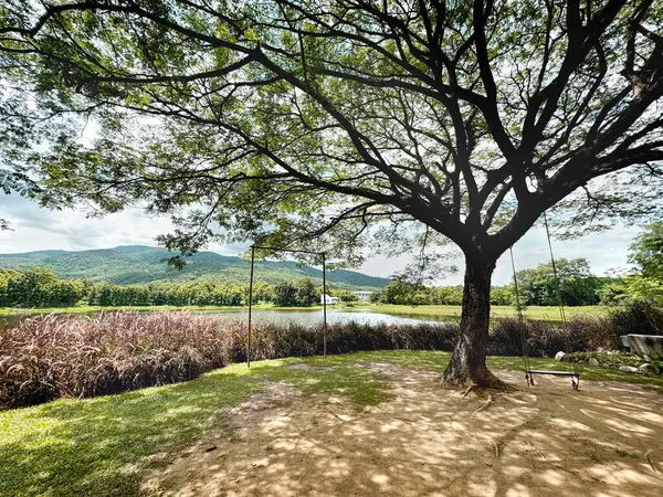 Çeşmeli, yeşil çimenli, güneşli bir gökyüzünün altında yağmur ağaçları ve arka planda dağlarla güzel, sakin bir göl. Avrupalı ve Amerikalı hisleri. Göl kenarındaki ev..