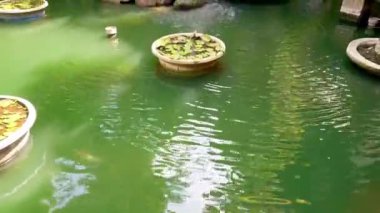 Su koi balığı göletinin doğal taşlı görüntüsü bir şelale uçurumu oluşturuyor. Şelale görüntüsü, koi havuzuna doğru akan bir bahçeden akan su, bazı bitkilerle birlikte. Doğal bahçe, güneşli güneş ışığı.