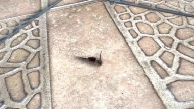 4K Video. Yürüyen Brown Tussock Caterpillar 'ın video klibi, ya da bilimsel olarak Olene Mendosa olarak bilinir. Bu tırtıl tüylü, karanlık vücuduyla tanınır ve yetişkin evresindeki bir güveye dönüşür..
