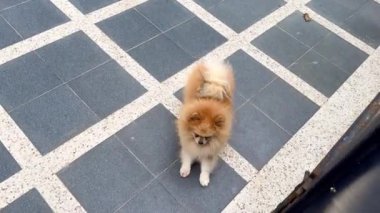 Altın kürklü şirin Pomeranian köpeği sahibine doğru koşuyor, efendiyi selamlıyor ve yüzüne bakıyor.. 