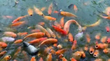 4K video. Koi ya da altın koi balığının yemek için suyun altında kavga edişinin klipsi. Koi balığı su altında yüzüyor, su yüzeyine sıçrıyor..