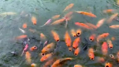 4K video. Koi ya da altın koi balığının yemek için suyun altında kavga edişinin klipsi. Koi balığı su altında yüzüyor, su yüzeyine sıçrıyor..