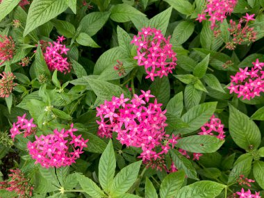 Mor menekşe Ixora chinensis, astropikal iklimde yetişen bir Ixora çiçeği türüdür. Ixora bahçıvanlık ve çiçekçilikle ünlüdür. Batı Hint Çiçeği olarak bilinen ülkelerde.