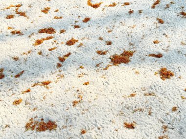 White sand with dried fallen brown leaves and brown moss, marking the beginning of autumn season. Taken during golden hour sunset time. clipart