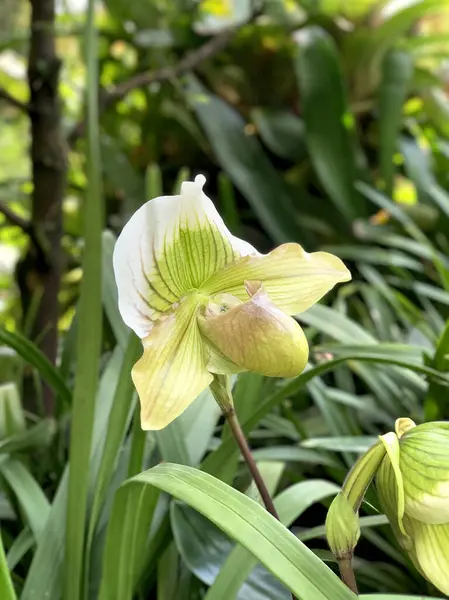 stock image Focused photo of Slipper orchid white green or Paphiopedilum maudiae, a type of rare orchid that originates from Indonesia, in island of Java and Sumatra.