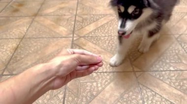 Alaska Malamute Köpek Yavrusu 'nun sahiplerine köpek maması verirken 4K görüntüsü. Alaska malamute köpek yavrusu sahibine seslenilir, yiyeceği koklar, yer ve çiğner..