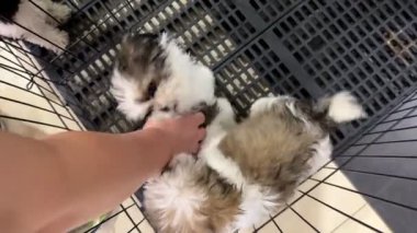 4K video görüntüleri Shih Tzu köpek yavrusunun kafesin içinden sahipleriyle oynayarak eğlendiğini gösteriyor. Bir elle oynayan iki shih tzu yavrusu. Sevimli, gülümseyen ve bir evcil hayvan kadar sevimli..