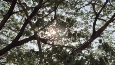 Göz kamaştırıcı bir güneş ışığının 4K görüntüsü ve yoğun bir ağaç yaprağı ve dallarının arkasından güneş ışınları. Rüzgâr, sallanan yaprakları ve dalları savurur. Tropik yaz esintisi, güneşli gökyüzünün altında..