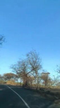 Yol boyunca tropik kurumuş ağaçlarla bozkırdan geçen bir kara yolculuğunun dikey görüntüleri. Endonezya, Baluran 'daki Ulusal Park Savannah gezisi macerası. Bir arabanın içinden çekilmiş.