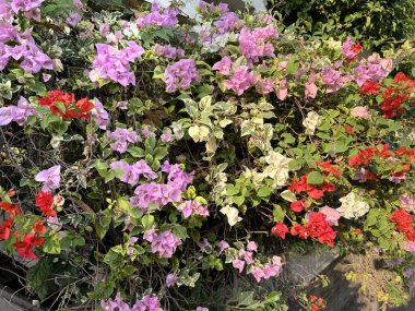 Doğal renkli Bougeville ya da yaprakları ve çalılarıyla Bougenvillea çiçek ağaçları. Mor, pembe, kırmızı ve beyaz bugenville çiçekleri, güzel bir kombinasyon..