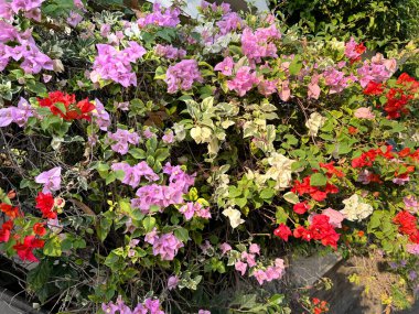 Doğal renkli Bougeville ya da yaprakları ve çalılarıyla Bougenvillea çiçek ağaçları. Mor, pembe, kırmızı ve beyaz bugenville çiçekleri, güzel bir kombinasyon..