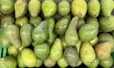 Meyve pazarında avokado vitrininde sergilenen yeşil avokado meyvelerini kapat.