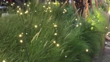 4K görüntüler, bahçedeki çim çalılarının etrafında sallanan güneş ışığı. Ateş böceklerinin ışıkları açık hava süslemeleriyle meşhurdur. Çok romantiktir. Rüzgâr esintisiyle yön değiştirir..