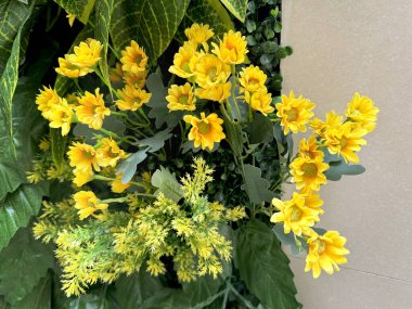 Sürdürülebilir yeşilliklere ya da duvardaki dikey bahçelere yakın. Renkli papatya çiçekleri ve çeşitli renkli sarmaşık yaprakları birleştirilmiş ve istiflenmiş. Dikey duvar yeşil tasarımı.