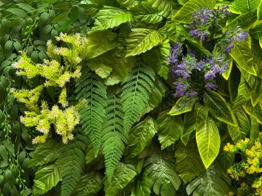Sürdürülebilir yeşilliklere ya da duvardaki dikey bahçelere yakın. Renkli papatya çiçekleri ve çeşitli renkli sarmaşık yaprakları birleştirilmiş ve istiflenmiş. Dikey duvar yeşil tasarımı.