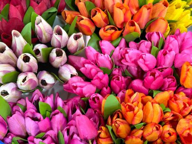 Close up of beautiful arrangement of tulip flowers in various colors. Blue, magenta, orange, white, and pink tulip. Floral tulip decoration seamless background texture. clipart