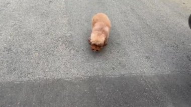 Kırmızı kaniş köpeğinin heyecanlanıp sahibine koşarkenki 4K videosu. Kırmızı oyuncak kaniş sahiplerine sesleniyor, kokluyor ve göbek masajı yapıyor..
