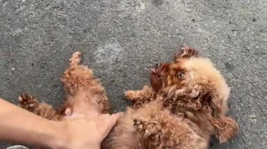 Kırmızı kaniş köpeğinin heyecanlanıp sahibine koşarkenki 4K videosu. Kırmızı oyuncak kaniş sahiplerine sesleniyor, kokluyor ve göbek masajı yapıyor..