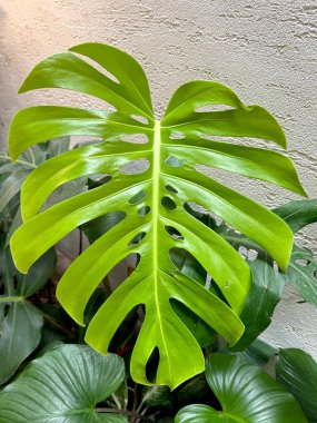 Yeşil canavar yaprağını kapat. Monstera, şimdi bahçe ekicileri için kullanılan ünlü bir tropikal bitkidir..