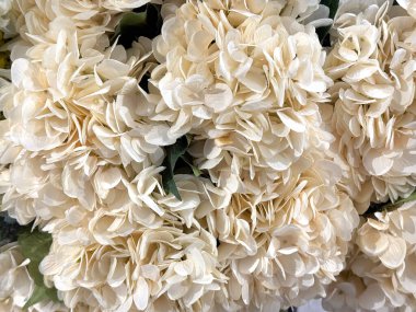 Güzel beyaz ortanca çiçeklerini ya da kadife çiçeği aranjmanlarını kapatın. Çiçek dekorasyonu kusursuz arkaplan dokusu.