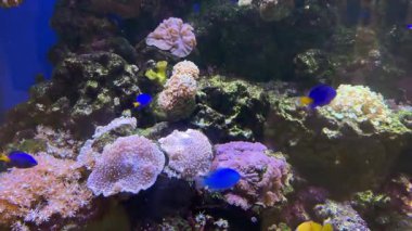 Balık akvaryumunun 4K görüntüleri mercanların, resiflerin ve balıkların etrafta yüzmelerini gösteriyor. Çeşitli balıklar, mavi tang, palyaço balığı, zebra balığı ve bebek köpekbalığı. Deniz yaşamı ve deniz altı yaşamı.