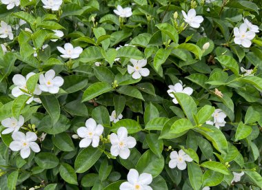 Beyaz yasemin çiçeği bitkisine yakın. Ya da Wrightia antidysenterica olarak bilinir. Yasemin, beyaz rengi ve yeşil yaprakları nedeniyle tropikal ülkelerde çok popüler bir çiçektir. Çiçek doğası