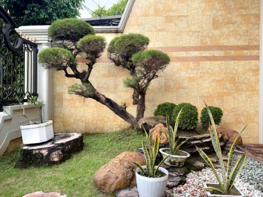 Çimen, çakıl taşı, sanseviera, ağaç kütüğü ve bonsai ağacı olan tropik bir bahçe tasarımı. Açık hava ön bahçe tasarımı, güzel manzara. Evin dış manzarası..