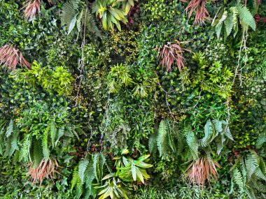 Duvardaki renkli dikey bahçeyi kapat. Yaprakları birleştirilmiş ve istiflenmiş duvar yeşillikleri. Dikey yeşil bitki tasarımı. Kusursuz arkaplan dokusu.