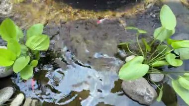 4k video. Kırmızı koi balıklı koi havuzu ve taş tabanlı su altında yüzen altın koi balığı. Koi balığı yüzüyor dalgalar yaratıyor ve su yüzeylerine sıçrıyor..