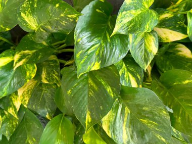 Altın tozlar ya da Seylan sarmaşığı yaprakları dokusu. Altın sirih olarak bilinir. Asya Pasifik 'ten tropikal ülkelerde yetişen çiçek açan bir bitki ve sarmaşık türü. Yeşil yapraklar doğal doku..