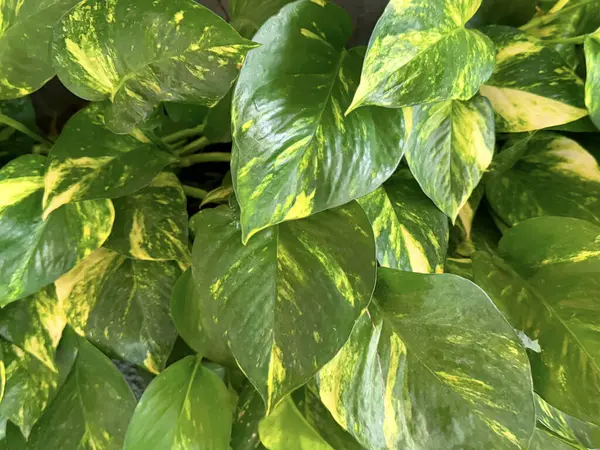 Altın tozlar ya da Seylan sarmaşığı yaprakları dokusu. Altın sirih olarak bilinir. Asya Pasifik 'ten tropikal ülkelerde yetişen çiçek açan bir bitki ve sarmaşık türü. Yeşil yapraklar doğal doku..