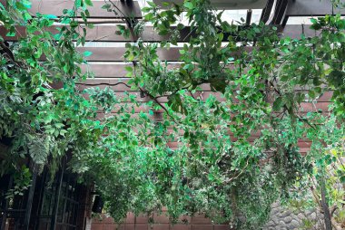 Yeşil asılı yaprakların ve bitki örtüsünün çatıdan süzülürken çekilmiş fotoğrafı benzersiz bir iç dekorasyon..