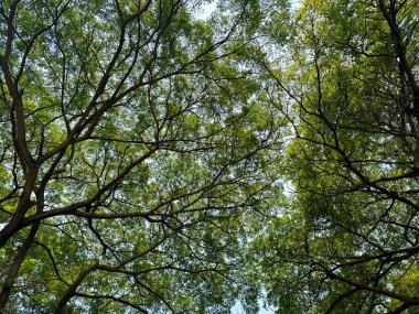 Yağmur Ağaçları Serisi ya da Samanea Saman, sokak dekorasyonu ve yeşillikleri için çok popüler bir ağaçtır. Güzel dallarıyla tanınır. Doğal ağaç fotoğraf arkaplan dokusu