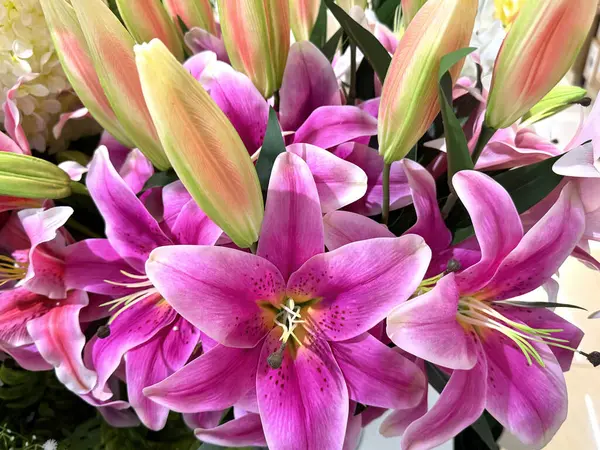 Dekoratif mor Paskalya zambağı çiçeğini kapat. Trompet zambağı da denir. Çiçeksel gerçek zambak dekorasyonu dikişsiz arkaplan dokusu.