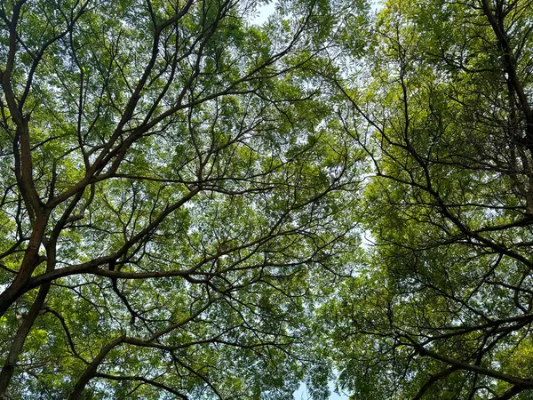 Yağmur Ağaçları Serisi ya da Samanea Saman, sokak dekorasyonu ve yeşillikleri için çok popüler bir ağaçtır. Güzel dallarıyla tanınır. Doğal ağaç fotoğraf arkaplan dokusu