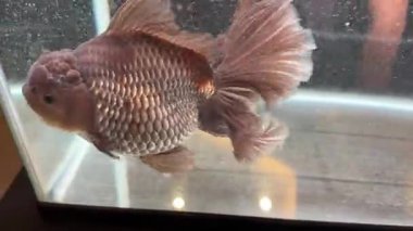 4K video. Bronz çikolatalı oranda balığının su tankının içinde yüzdüğü bir video. Oranda, kafasında benzersiz kaput tacı olan bir balık türüdür. Dekoratif balık..